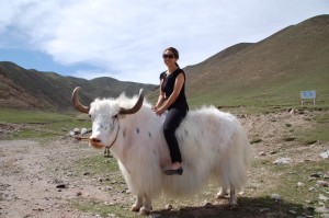 HimalPartner-kollega Silje på en yak i Kina.